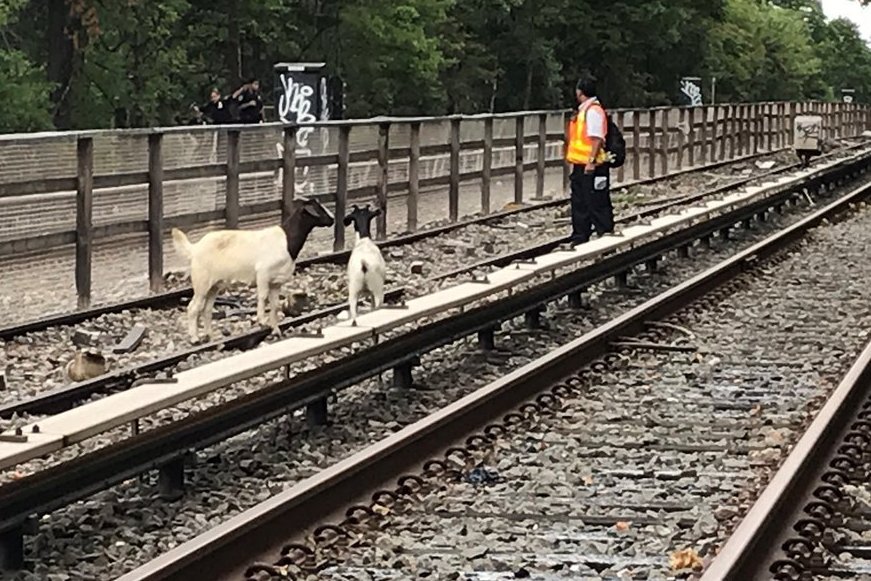Comedian and former Daily Show host Jon Stewart saves goats from railway tracks in New York | London Evening Standard