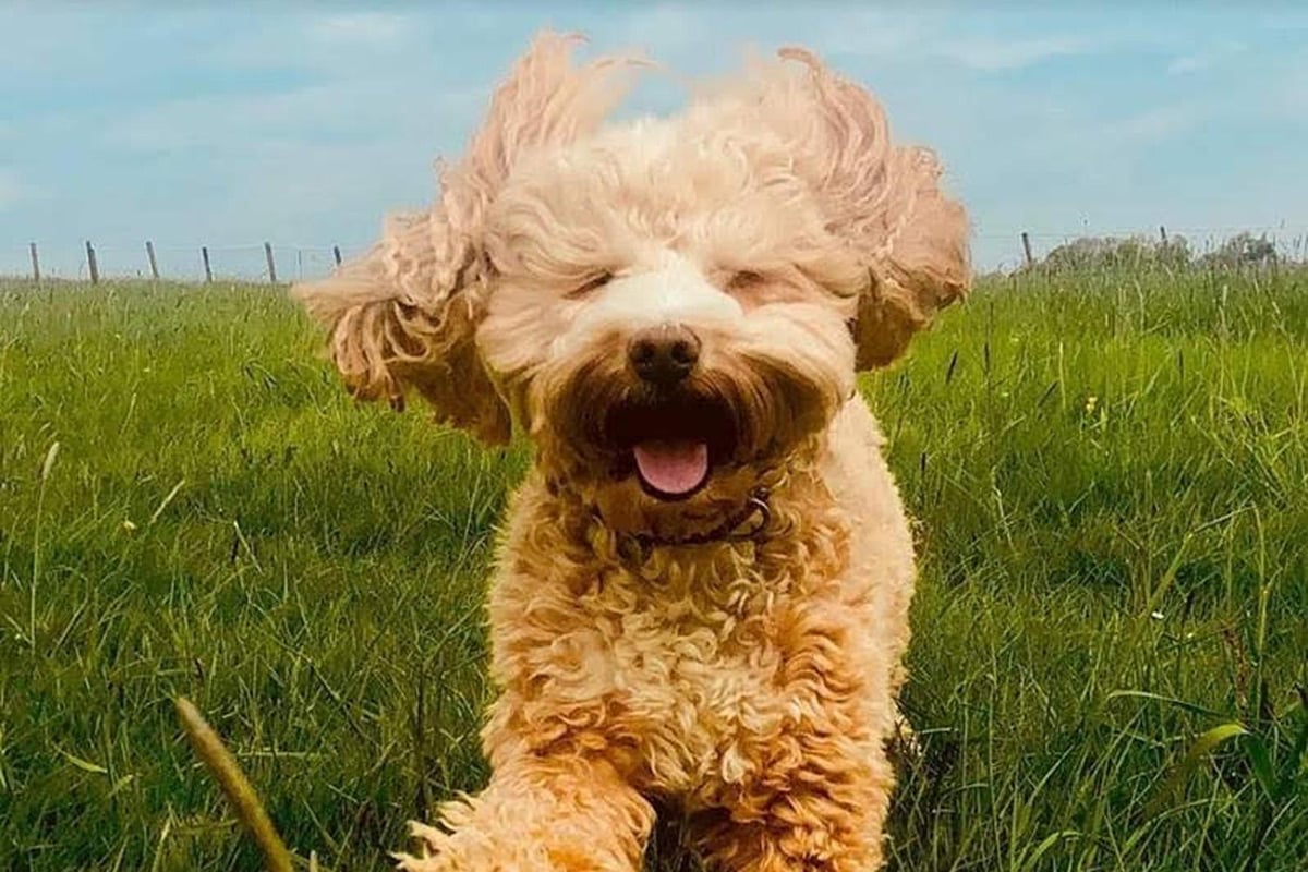25 of the best dog pictures on Instagram | London Evening Standard