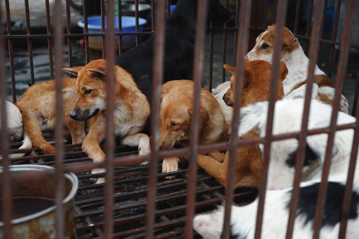 South Korea’s president to consider dog meat ban