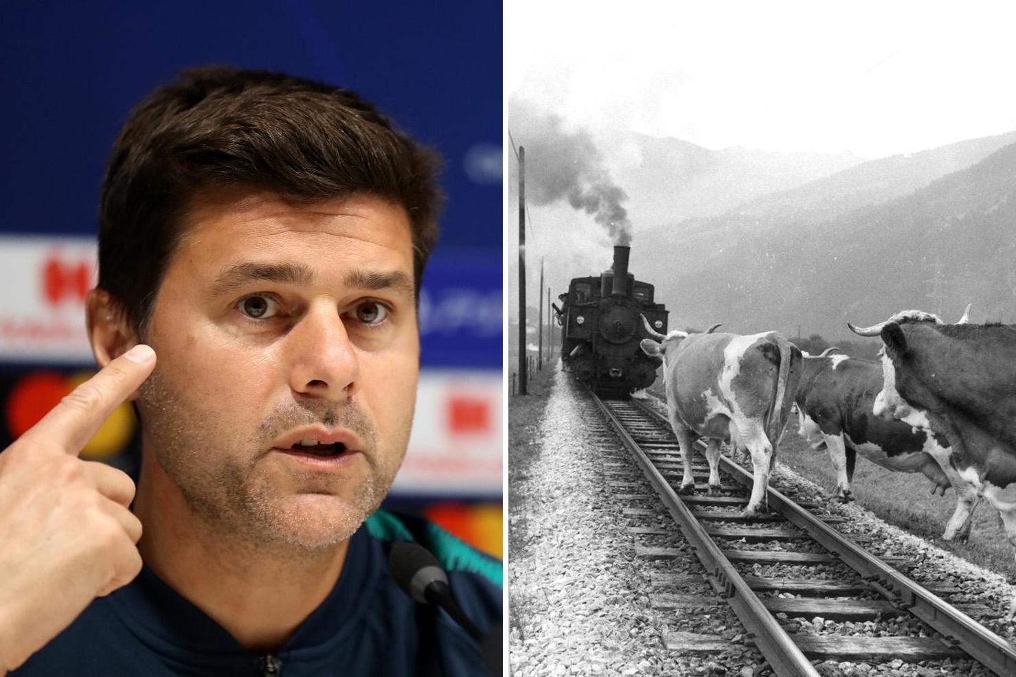 Are Tottenham in the moo-d? Pochettino talks about 'cows and trains'