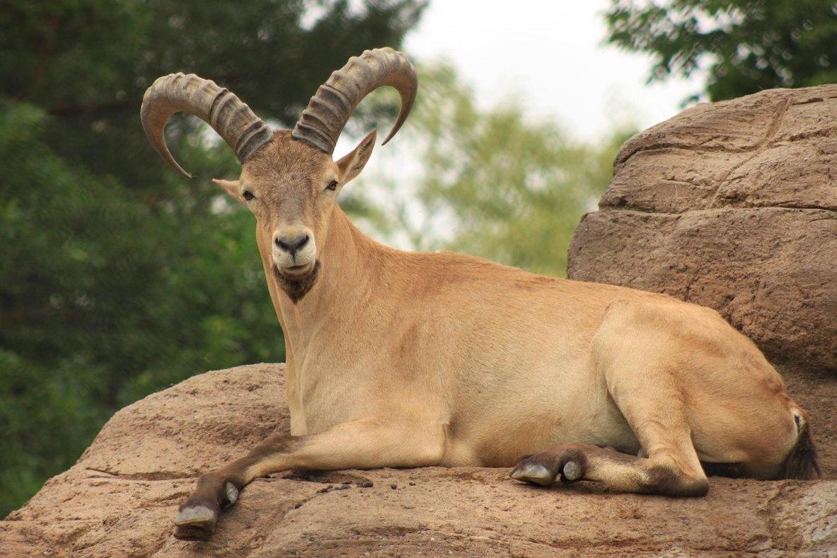 Dangerous goat-antelope escapes from zoo sparking urgent search | London Evening Standard