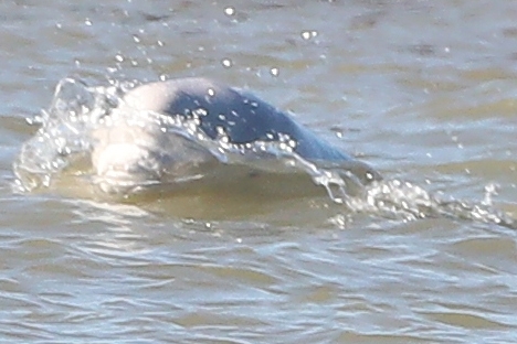 Fears growing for 'hopelessly off-course' Beluga whale in River Thames