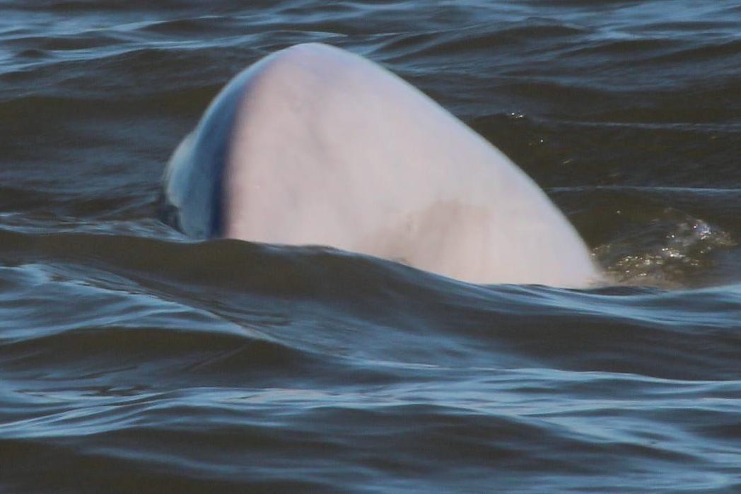 'Thames Beluga whale may have been there since July'
