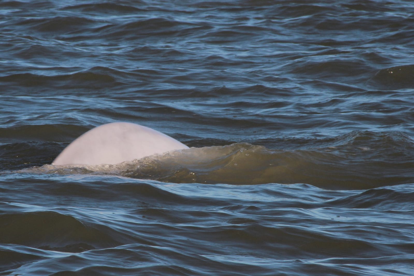 Thames fireworks display cancelled for safety of Benny the Beluga