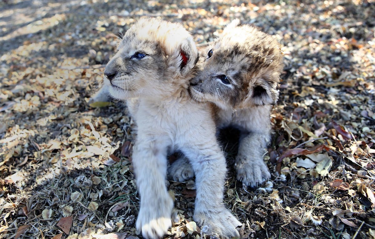 World's first test tube lion cubs are 'happy and normal' | London Evening Standard