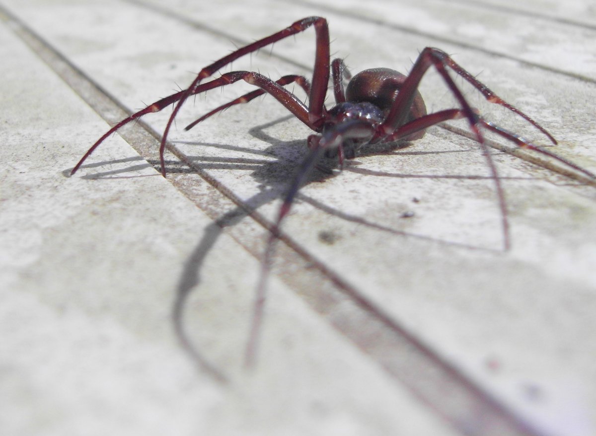 Police storm house in Australia after man is overheard screaming 'why don't you die?' at spider | London Evening Standard