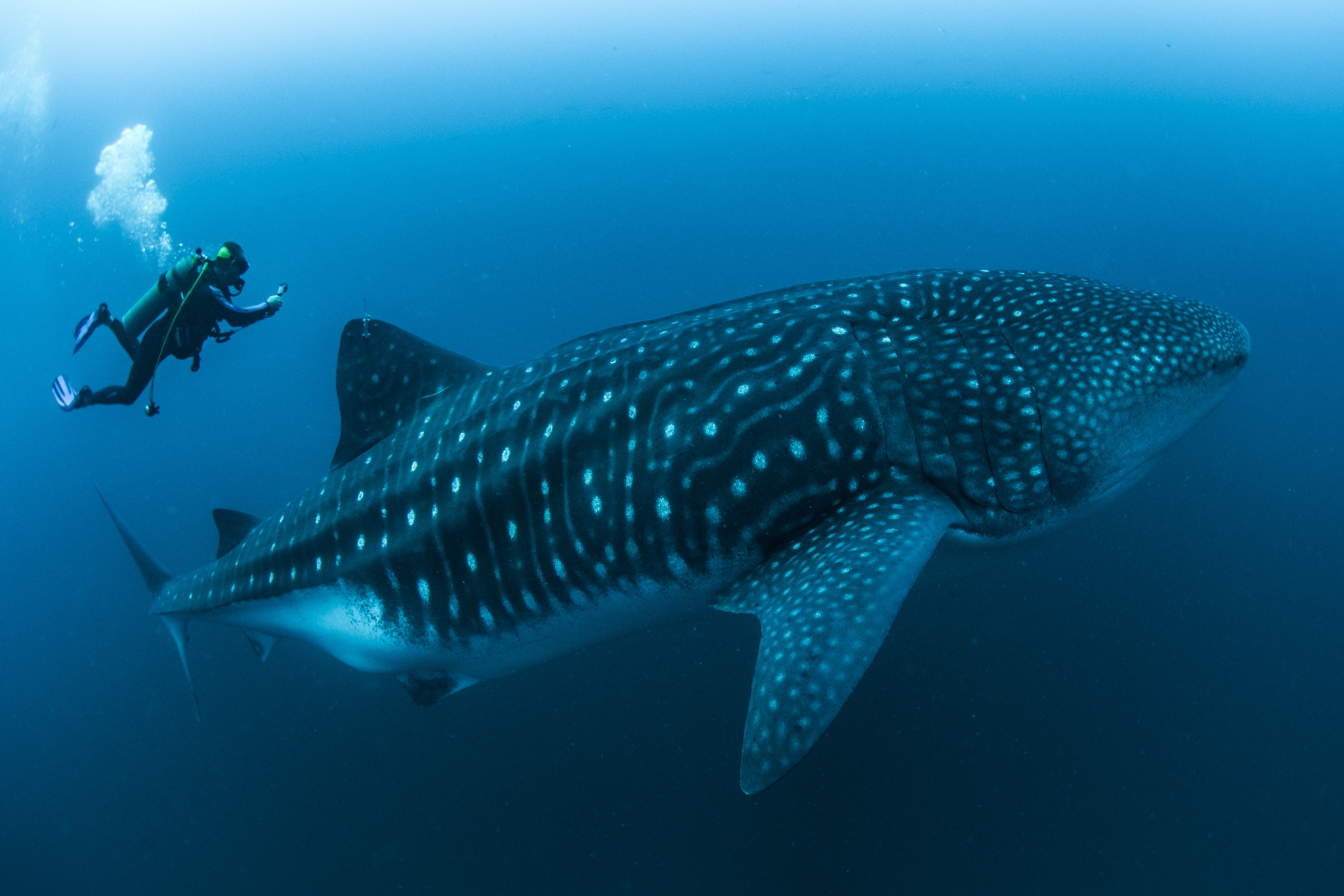 Scientists conduct first ultrasound scans on whale sharks