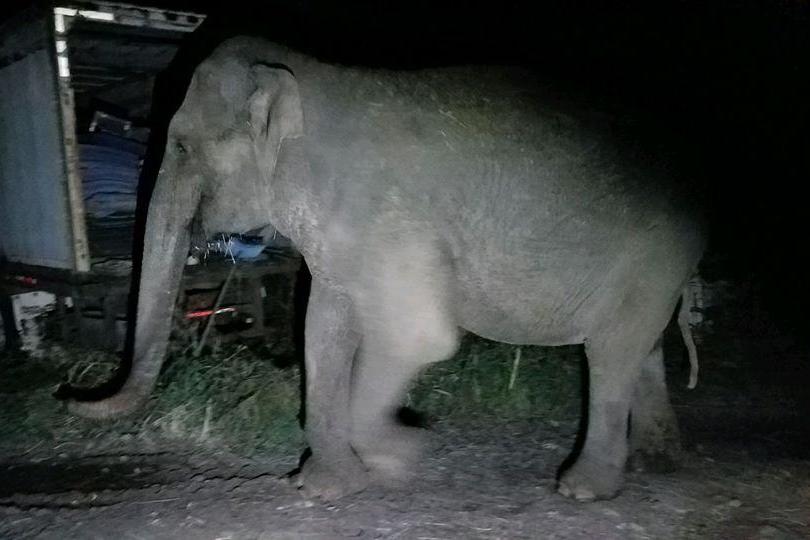 State troopers find elephant roaming around upstate New York | London Evening Standard