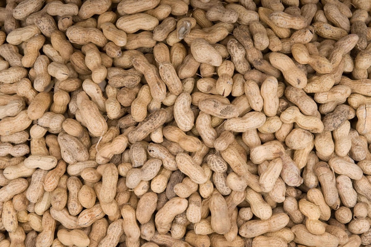 Feeding babies peanuts regularly helps prevent allergy in later life, study finds