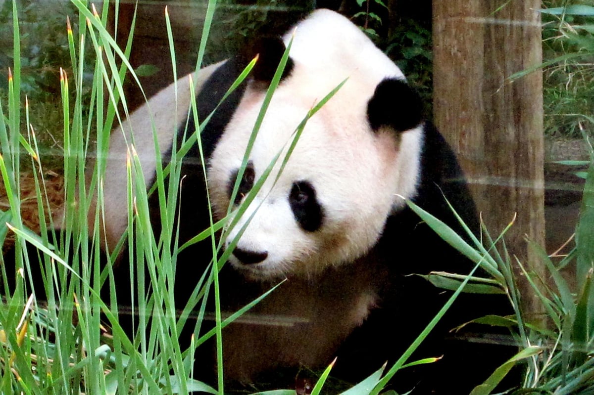 UK's only giant male panda Yang Guang has testicles removed | London Evening Standard