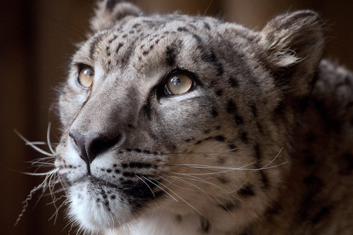Animal rights groups and celebs slam zoo over snow leopard killing