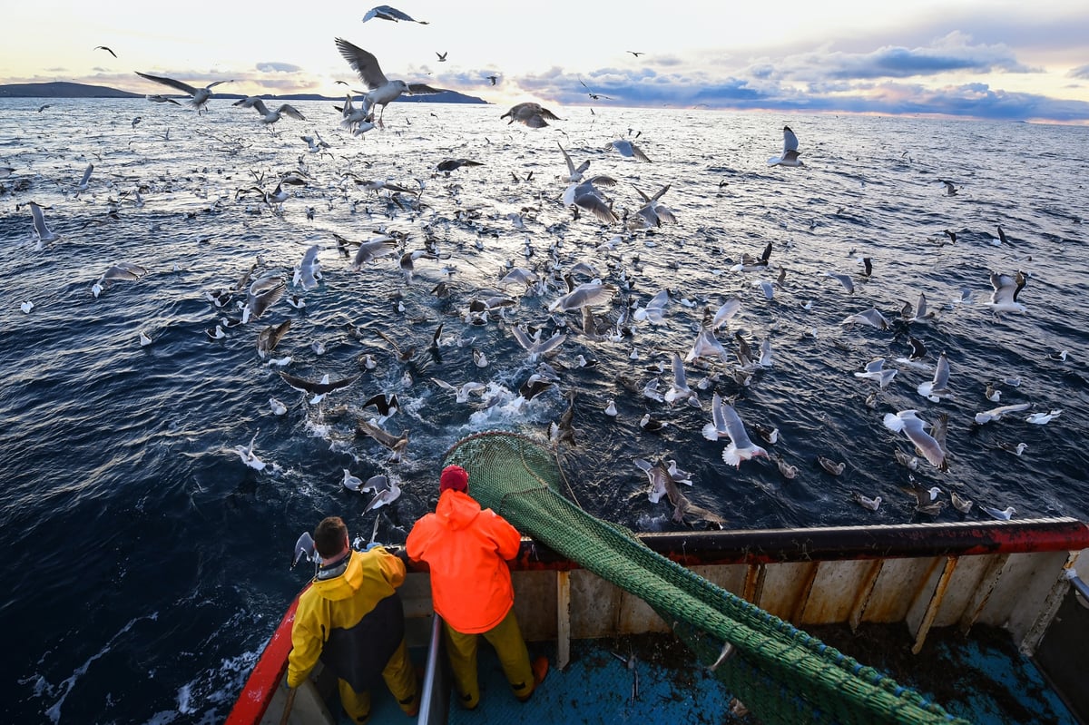 Government suffers heavy defeat on post-Brexit fishing policy as Lords push for more environmental protection | London Evening Standard