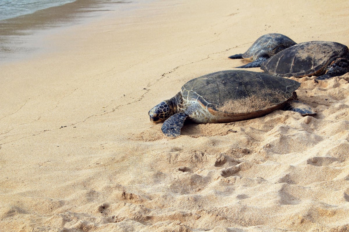 Turtle washes up dead on Ecuador beach with plastic bag in its mouth | London Evening Standard