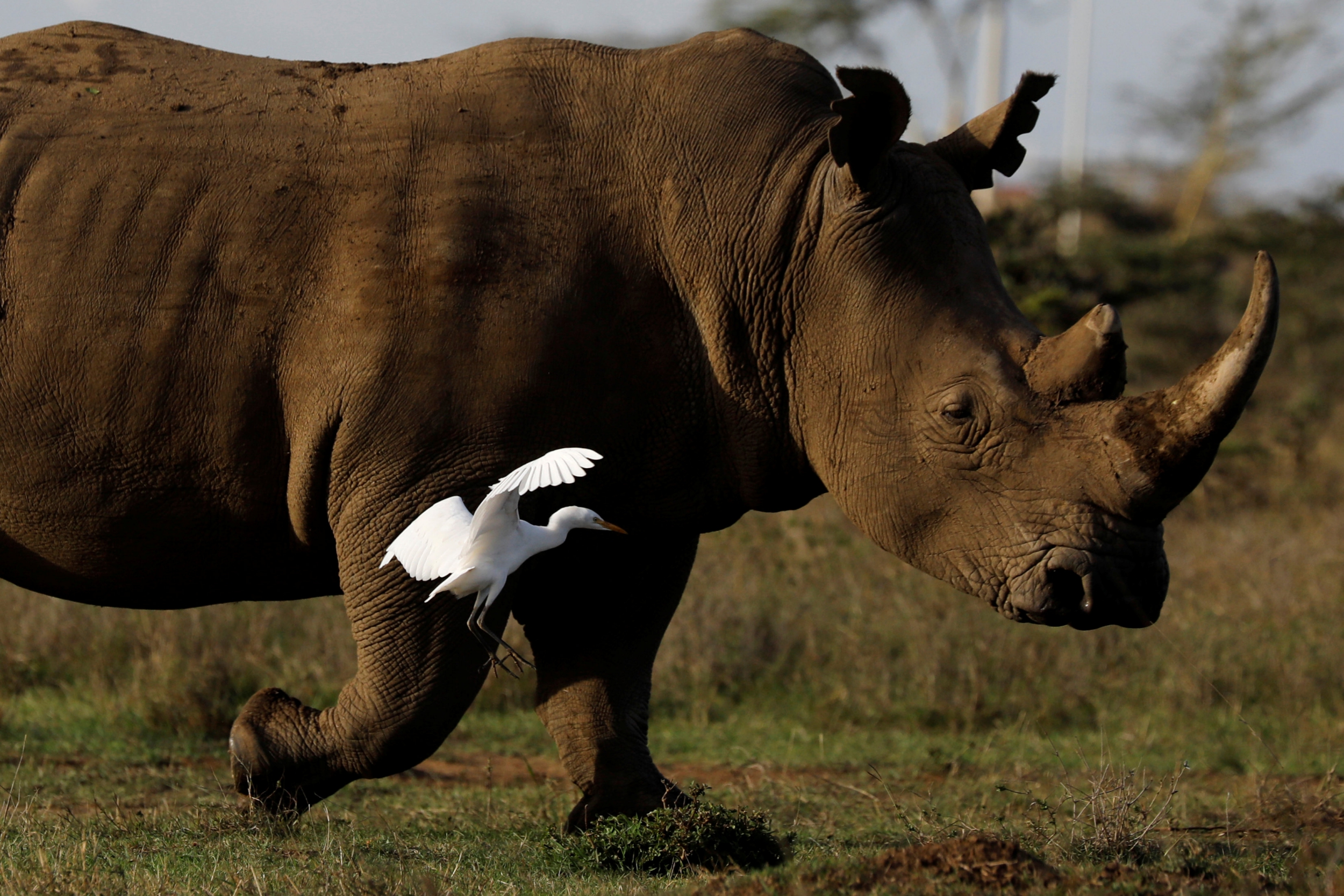 Girl, 2, injured after falling into rhino enclosure at Florida zoo