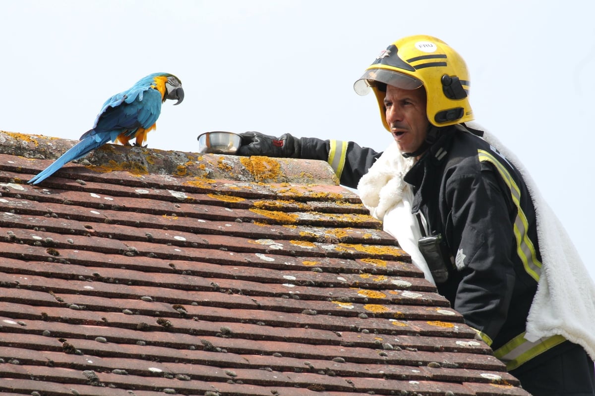 Potty-mouthed parrot among 573 animal rescues by London Fire Brigade last year | London Evening Standard