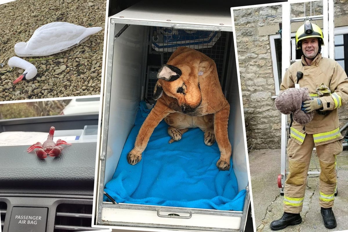 RSPCA reveals its funniest calls of 2018 including plastic 'beheaded' swans and toy scorpions | London Evening Standard