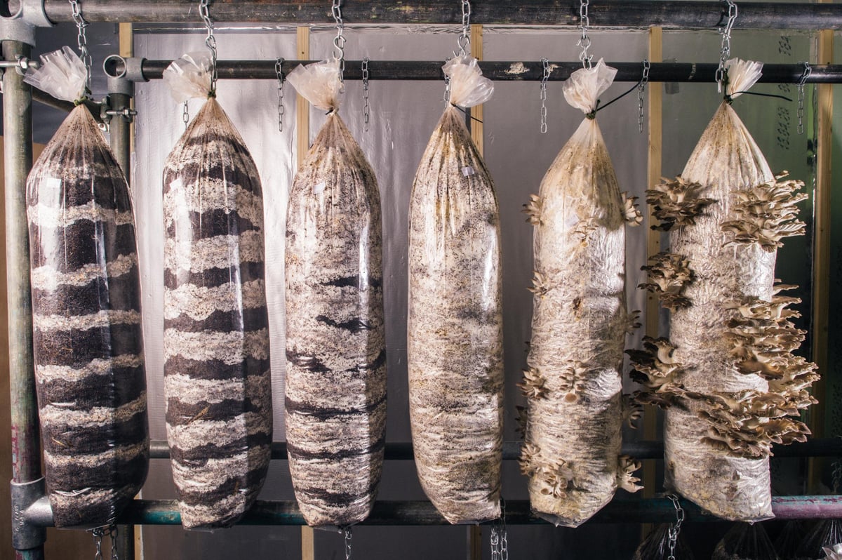 New V&A food exhibition to serve insect pâté and cheese made with celebrities’ bacteria | London Evening Standard