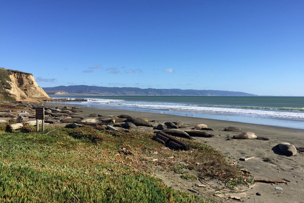 Elephant seals take over California beach closed to humans during US government shutdown | London Evening Standard