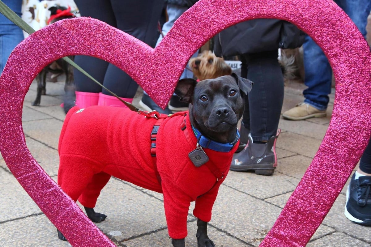 Valentine’s Dog Walk: Hundreds of dogs to wander Hampstead Heath this weekend | London Evening Standard