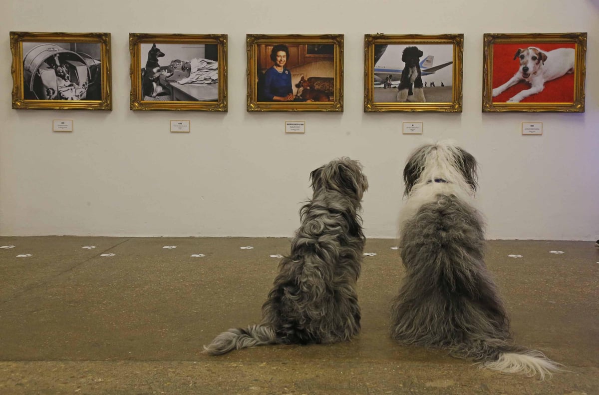 A pop-up art gallery for dogs opens in Shoreditch with portraits at canine eye-level | London Evening Standard