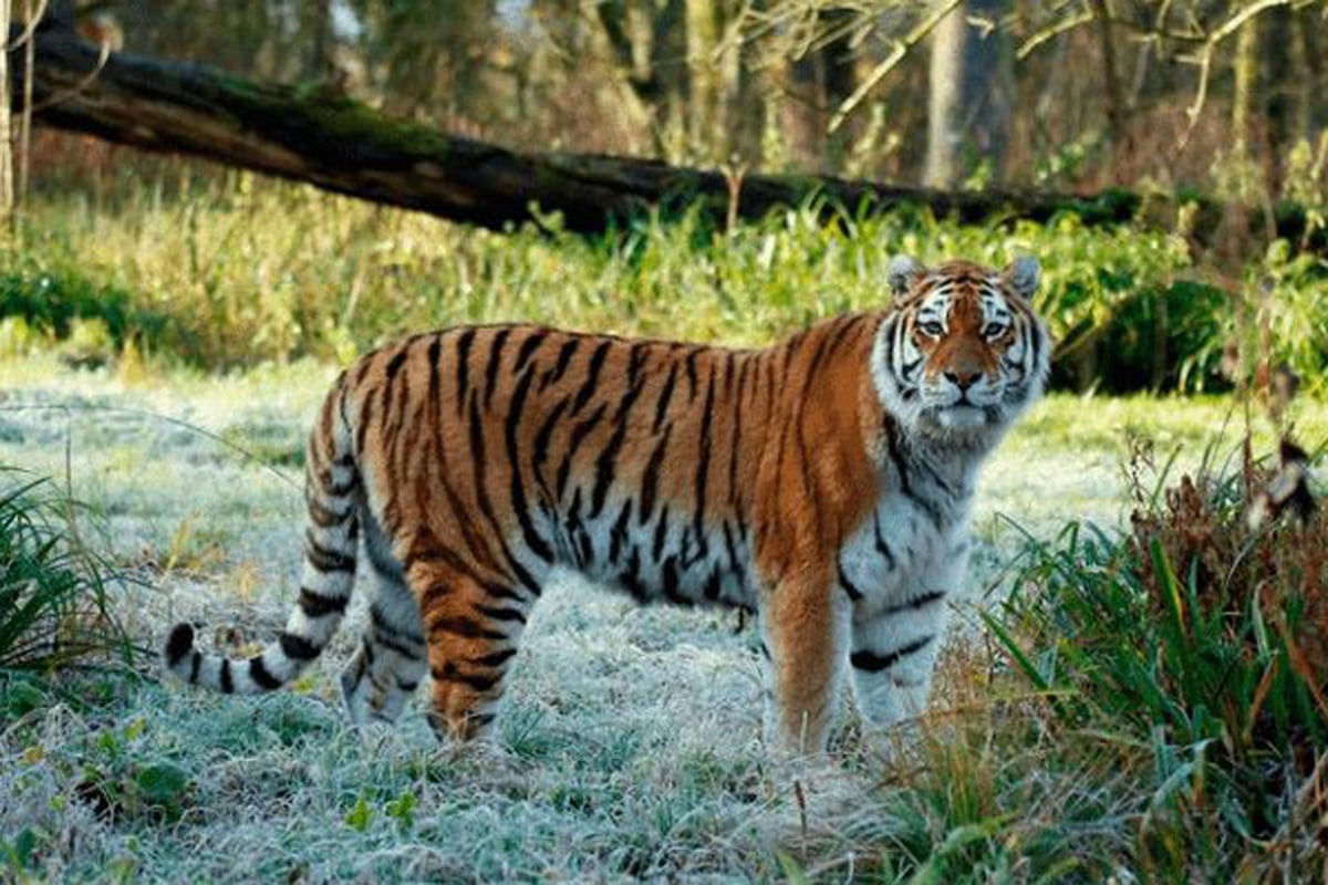Endangered tiger killed in fight with two other tigers at Longleat Safari Park | London Evening Standard