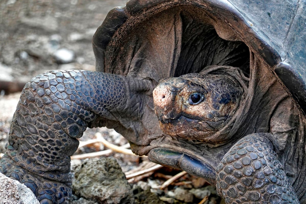 Tortoise not seen in more than 110 years found in remote part of the Galapagos islands | London Evening Standard