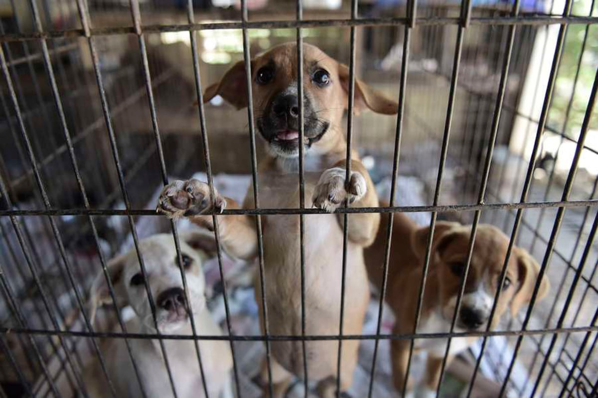 Florida bill would make it illegal to abandon dogs in natural disasters | London Evening Standard
