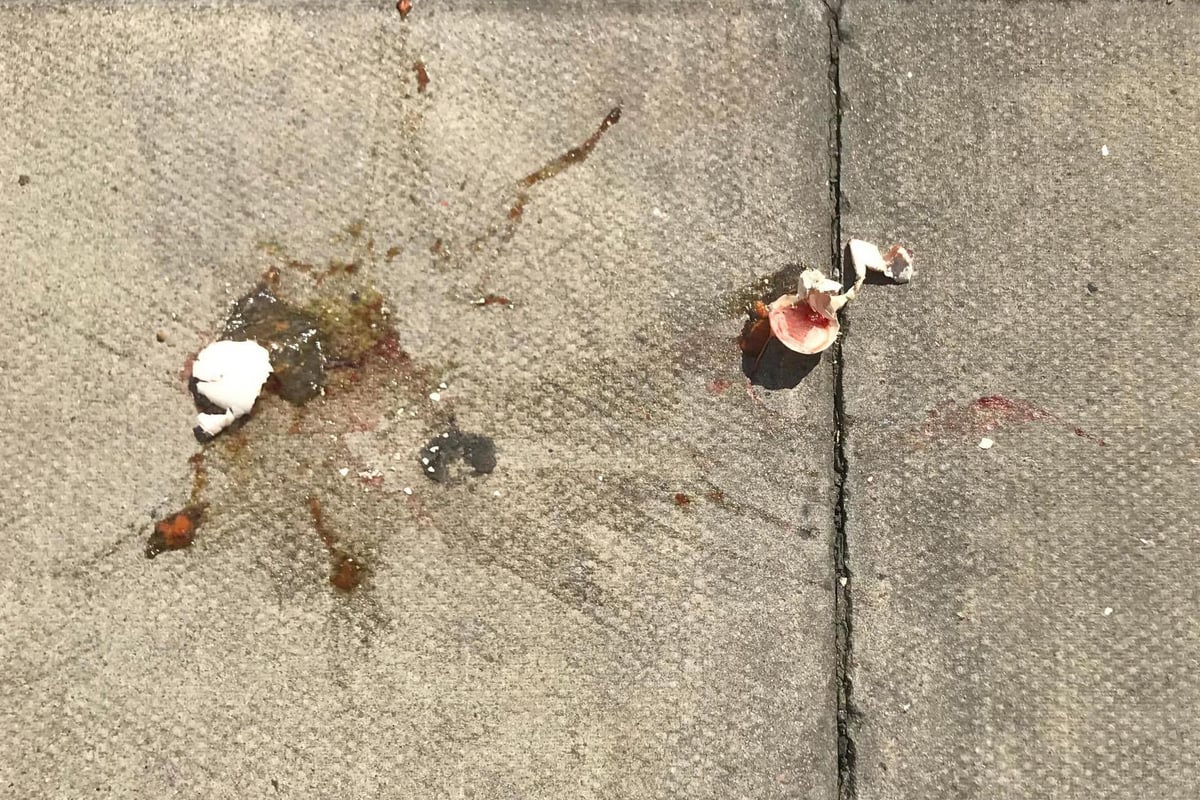Man threw nearly-hatched pigeon eggs from balcony of flat in north London | London Evening Standard