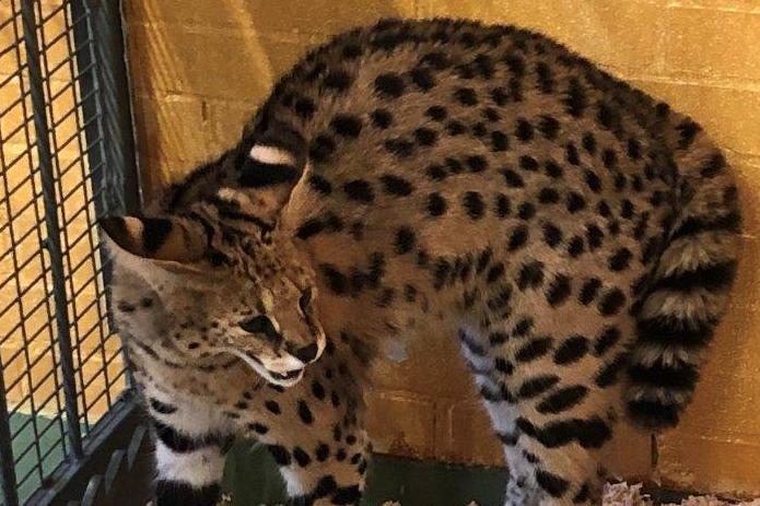 Dangerous African wild cat found during drugs raid in Biggin Hill | London Evening Standard