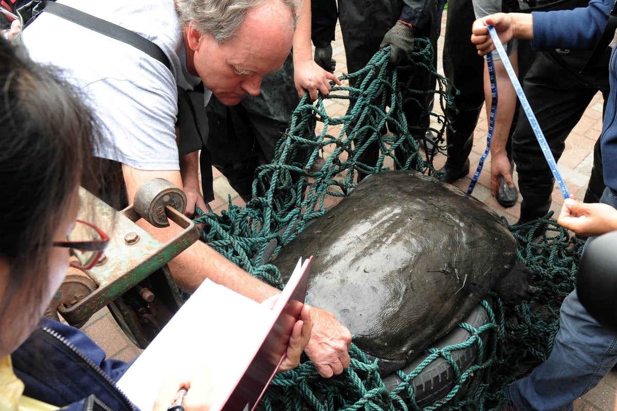 Only three Yangtze giant softshell turtles left alive in the world after death of last surviving female | London Evening Standard