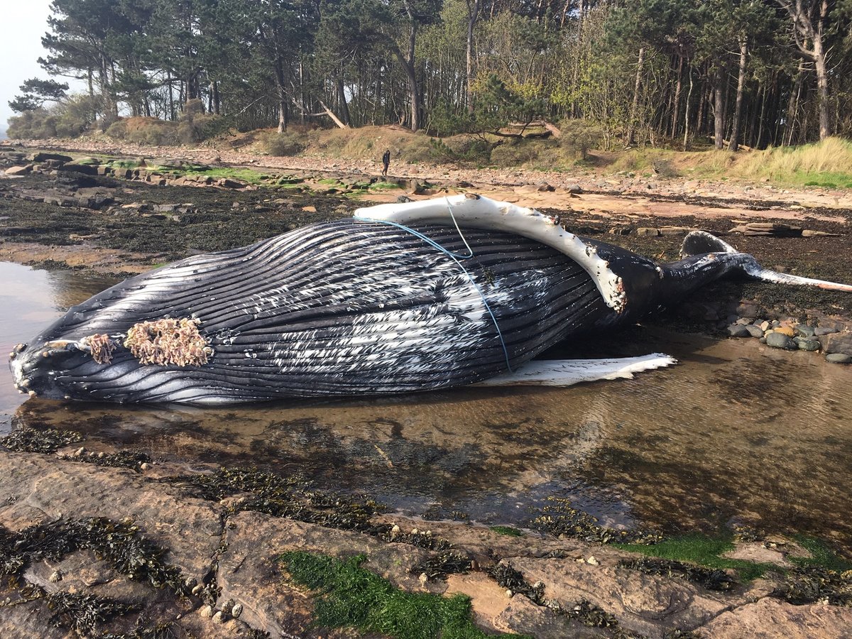 More UK whales at risk of death by entanglement in fishing ropes, experts warn | London Evening Standard
