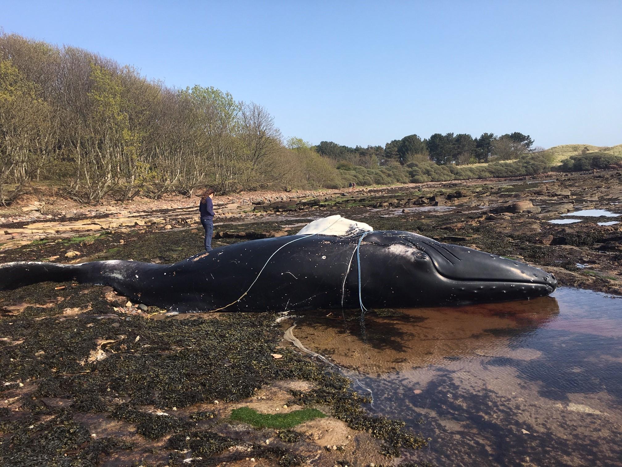 Young humpback whale found dead tangled in rope on UK beach