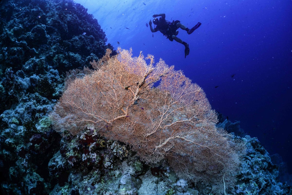 UK's 'blue belt' now twice the size of England as 41 marine conservation zones added to the zone | London Evening Standard