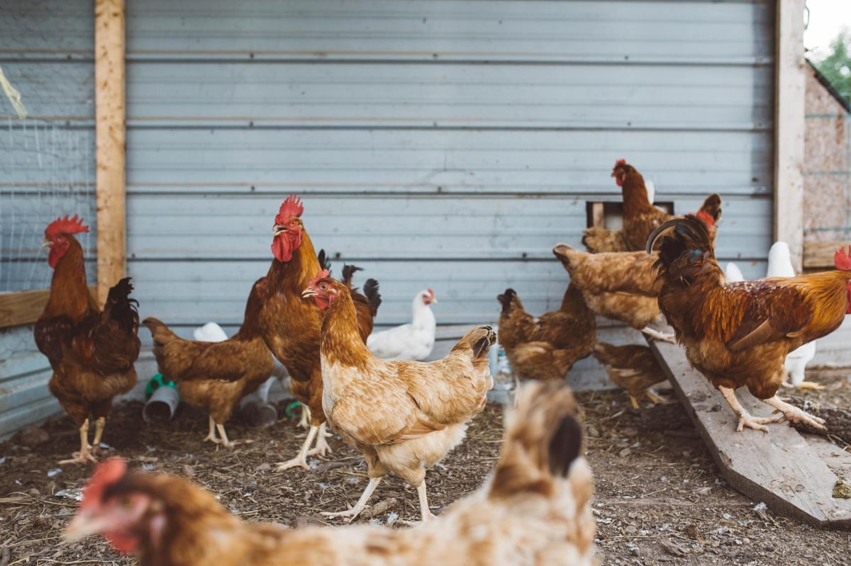 What is chlorinated chicken as fears grow over US-UK trade deal?