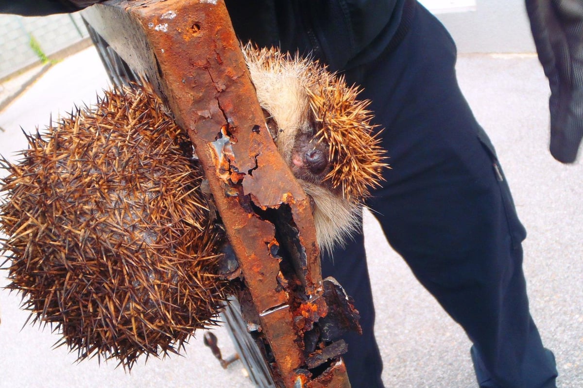 Firefighters in Austria rescue plump hedgehog wedged in a gate | London Evening Standard