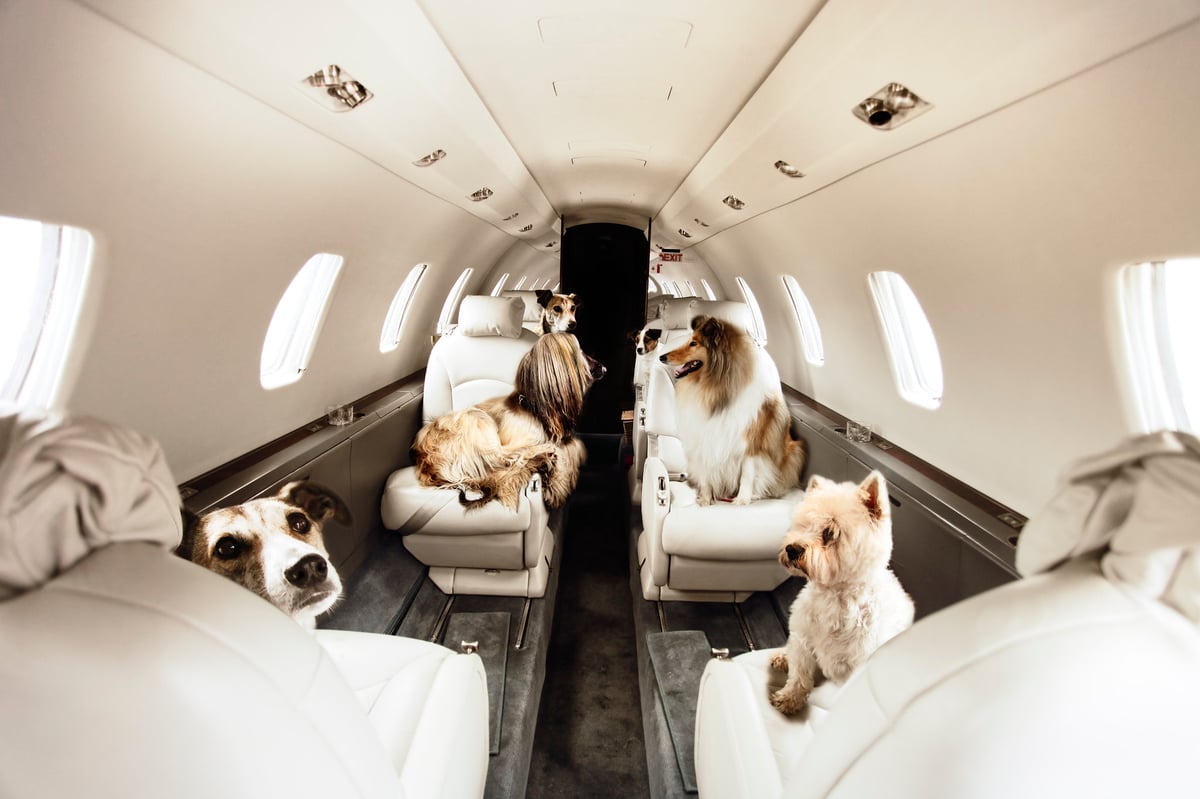 How the world’s wealthiest are reacting to the coronavirus pandemic, from bunkers to private jets | London Evening Standard
