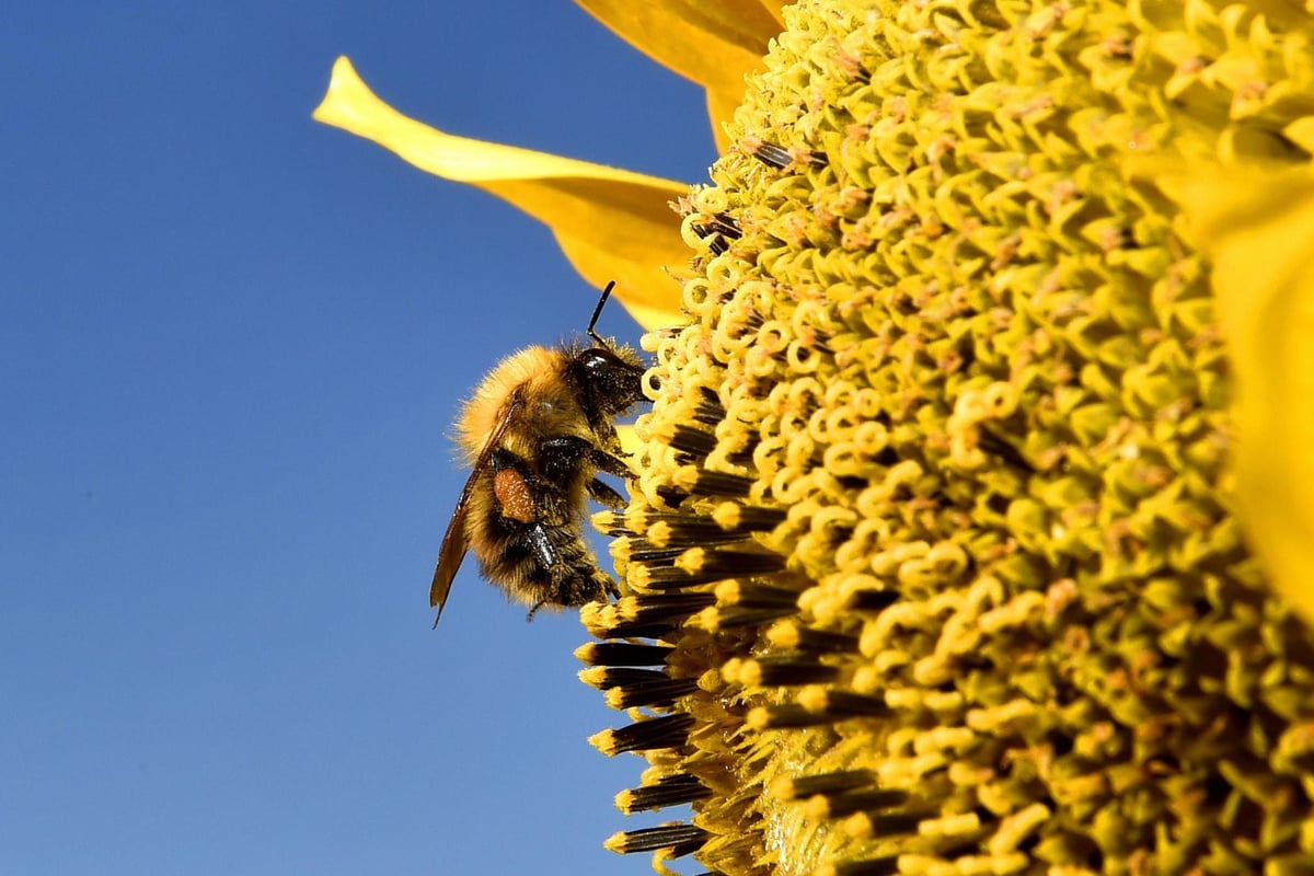Bumblebees hit by extreme weather during 2018, citizen science survey shows | London Evening Standard