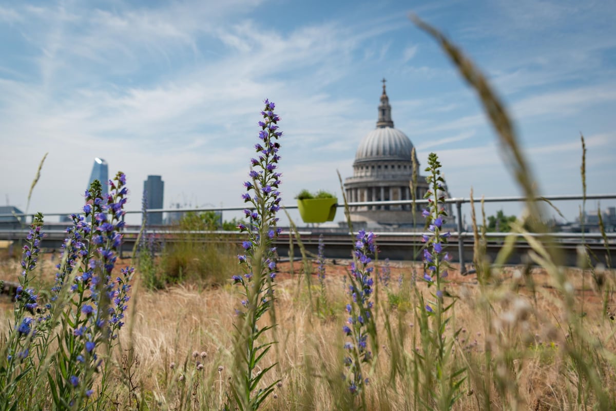 London Open Garden Squares Weekend 2019: Tickets and how to find the best hidden gardens and parks this June | London Evening Standard