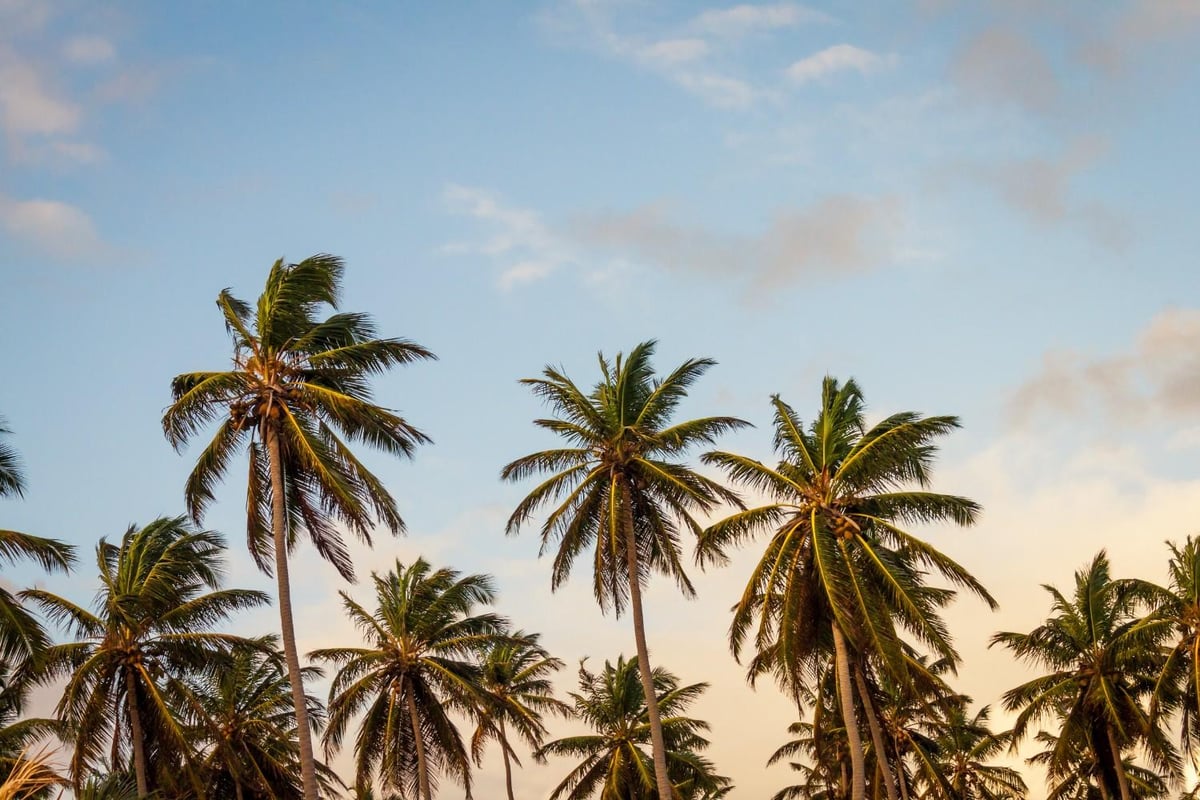 Ecosia Travel: new travel booking site lets you search for a hotel room and save the planet at the same time | London Evening Standard