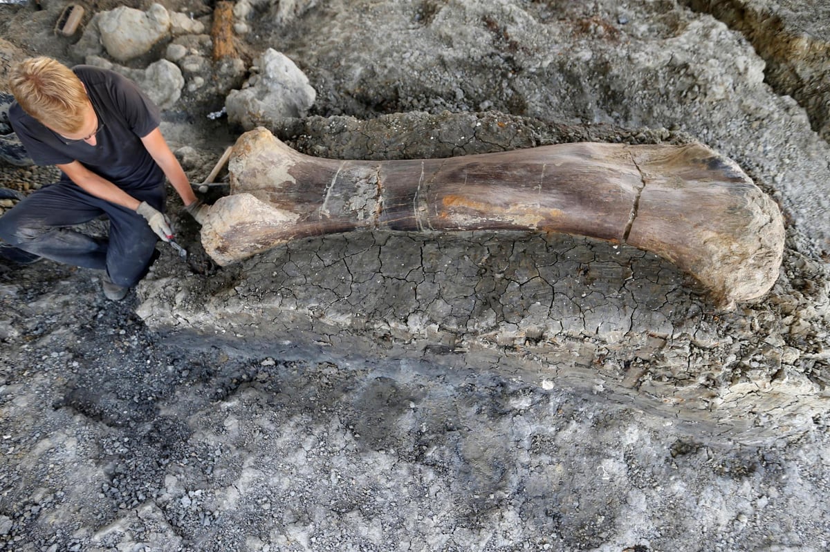 Enormous dinosaur fossil found in south of France | London Evening Standard