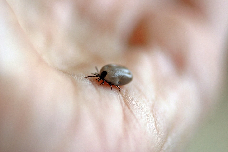 Health warning as ticks that spread brain illnesses identified in UK | London Evening Standard