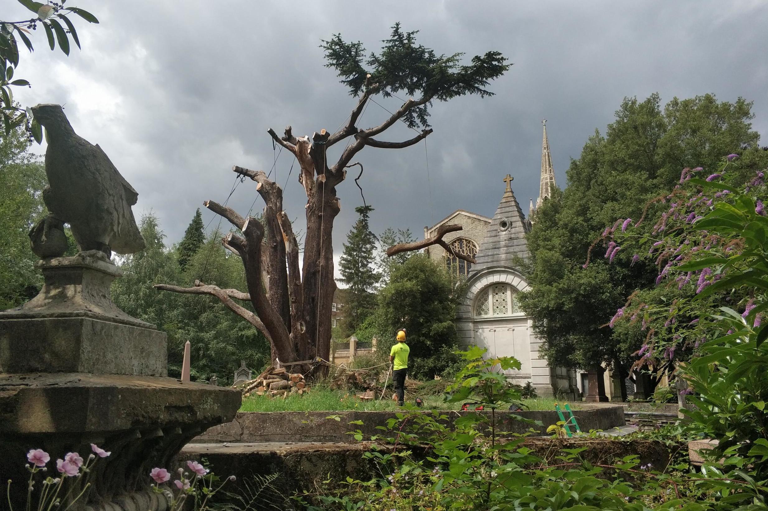 Highgate Cemetery mourns demise of 200-year-old cedar tree