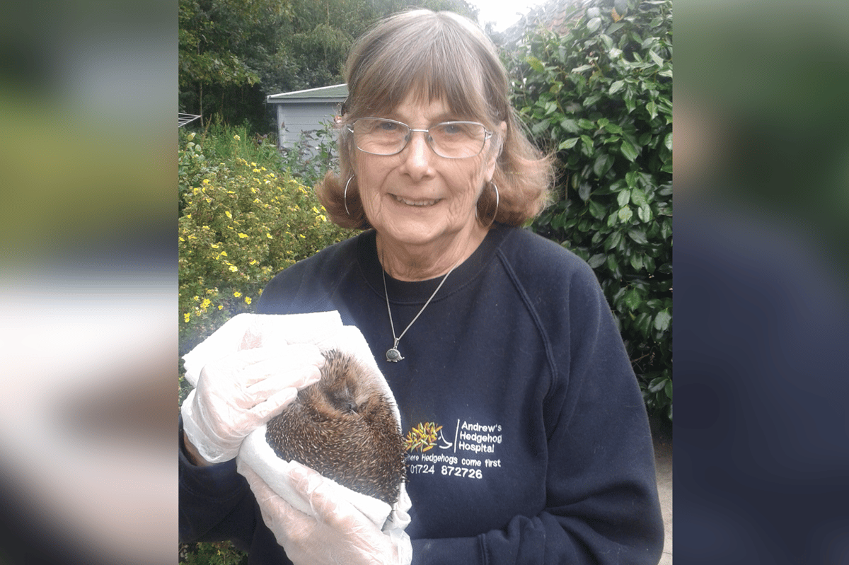 Owner describes 'miracle' return of blind hedgehog stolen in Leeds | London Evening Standard