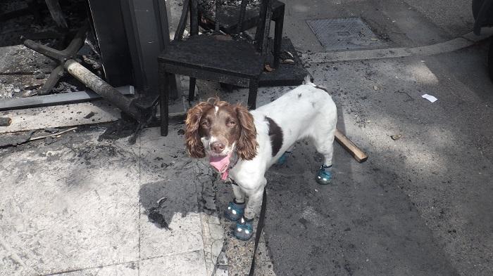 International Dog Day 2019: Simba the London Fire Brigade dog hailed for bringing murderers to justice | London Evening Standard