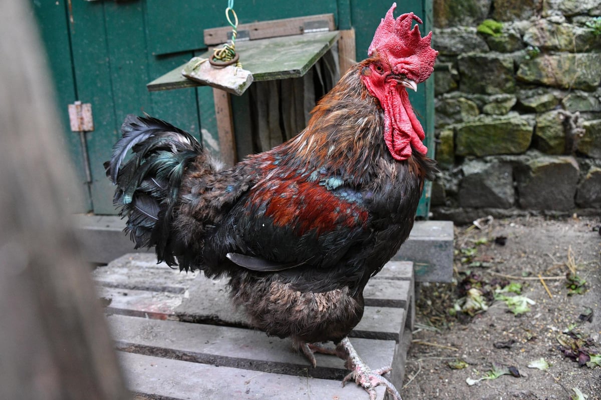 Cock-a-doodle... don’t! Neighbours spitting feathers over four-hour dawn chorus in south London | London Evening Standard