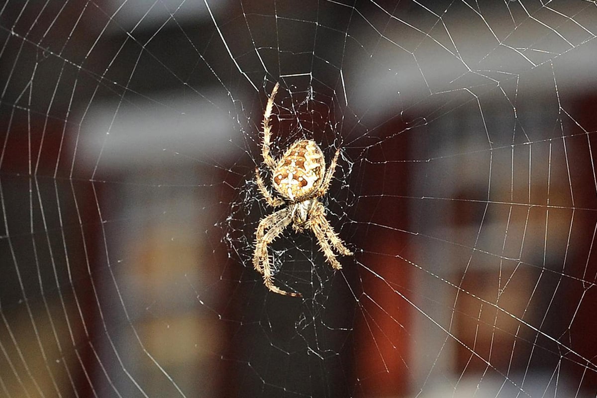 Spider web-inspired sticky tape could help seal wounds after surgery | London Evening Standard