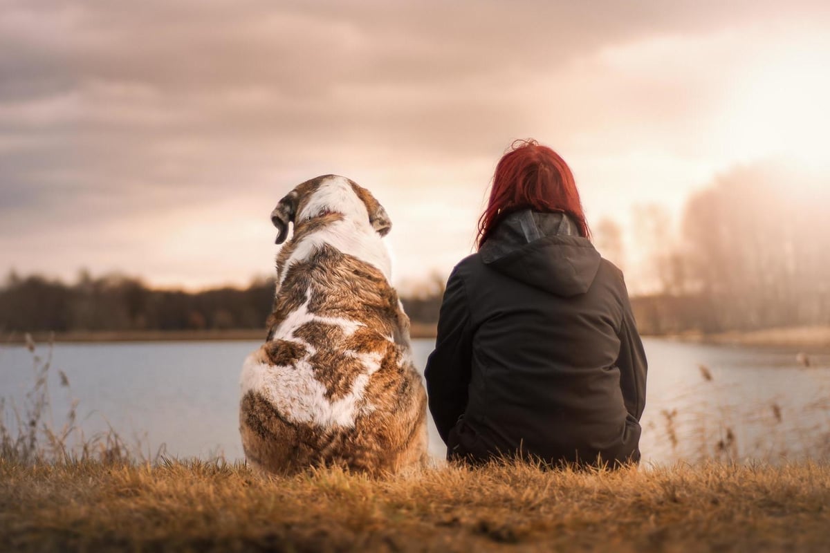 Cat and dog owners with coronavirus 'should stay away from their pets to avoid transmission' | London Evening Standard
