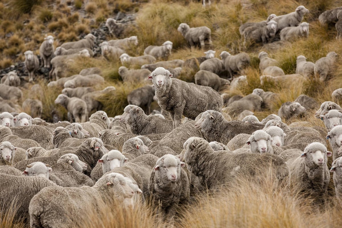 Buyers of sustainable jumper get to 'adopt' the sheep wool came from | London Evening Standard