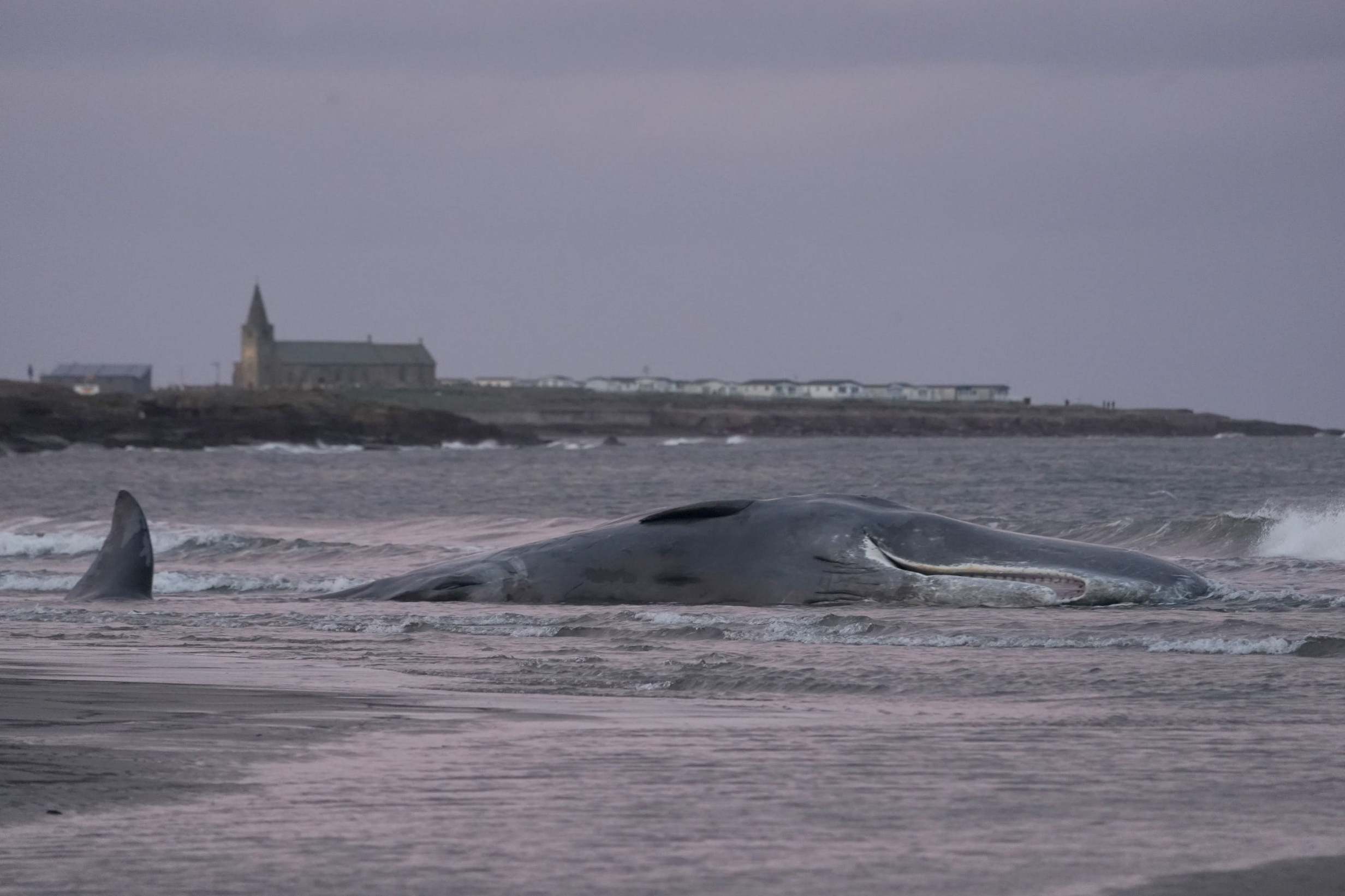 Whale dies after getting beached in Northumberland