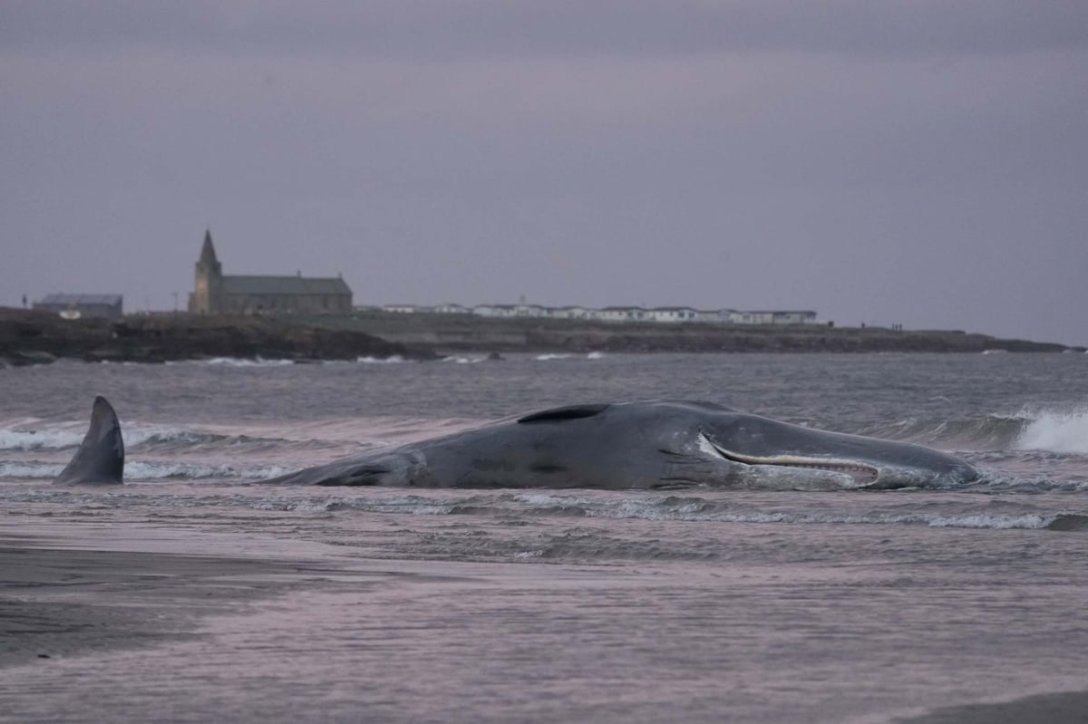 Whale dies after getting beached in Northumberland | London Evening Standard